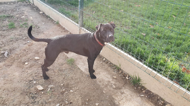 Esco xsharpei  2 ans (85) Refuge de La Roche sur Yon 48218710