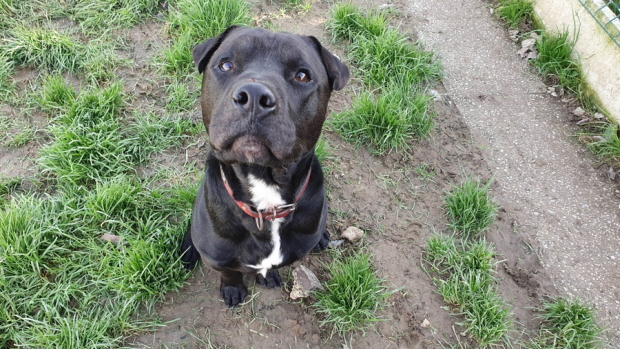 Esco xsharpei  2 ans (85) Refuge de La Roche sur Yon 48218712