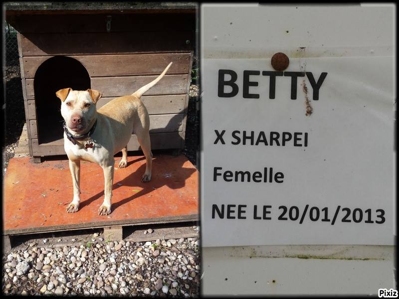 Betty xsharpei 11 ans (57) Refuge de Sarrebourg 50240810