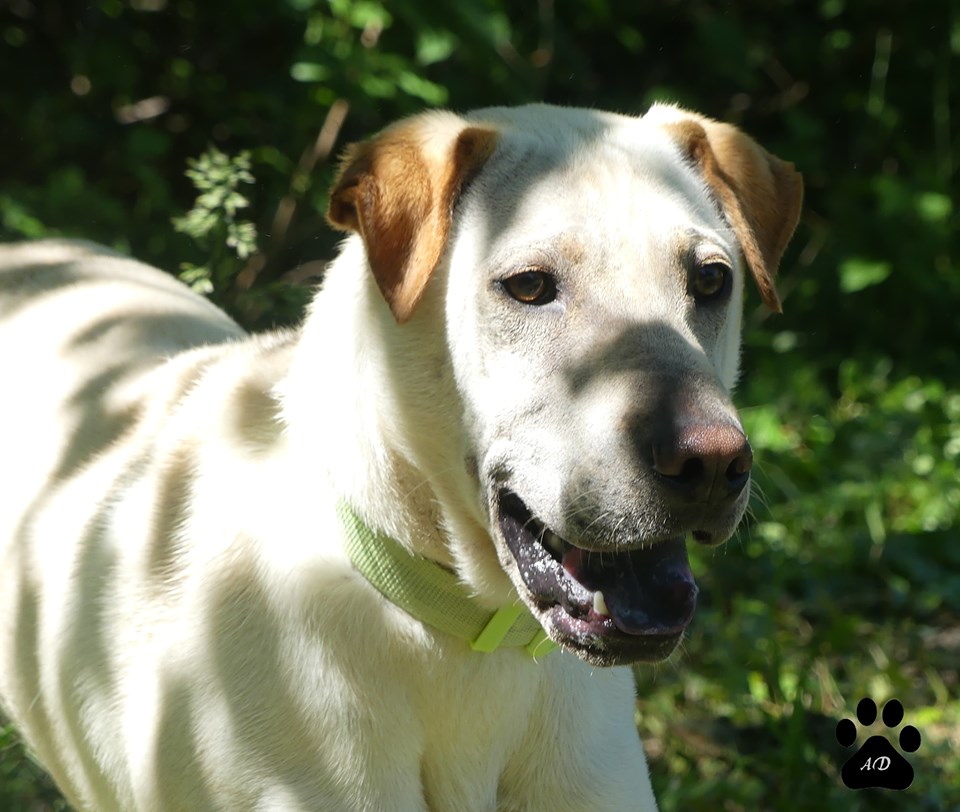 Archi xsharpei 2 ans  ( 26 ) ASPA Refuge Saint Roch  61189010