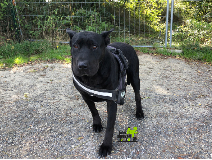 Lady xsharpei 5 ans (53) Refuge de Mayenne  61911d10