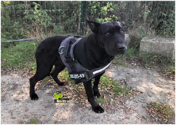 Lady xsharpei 5 ans (53) Refuge de Mayenne  61911d11