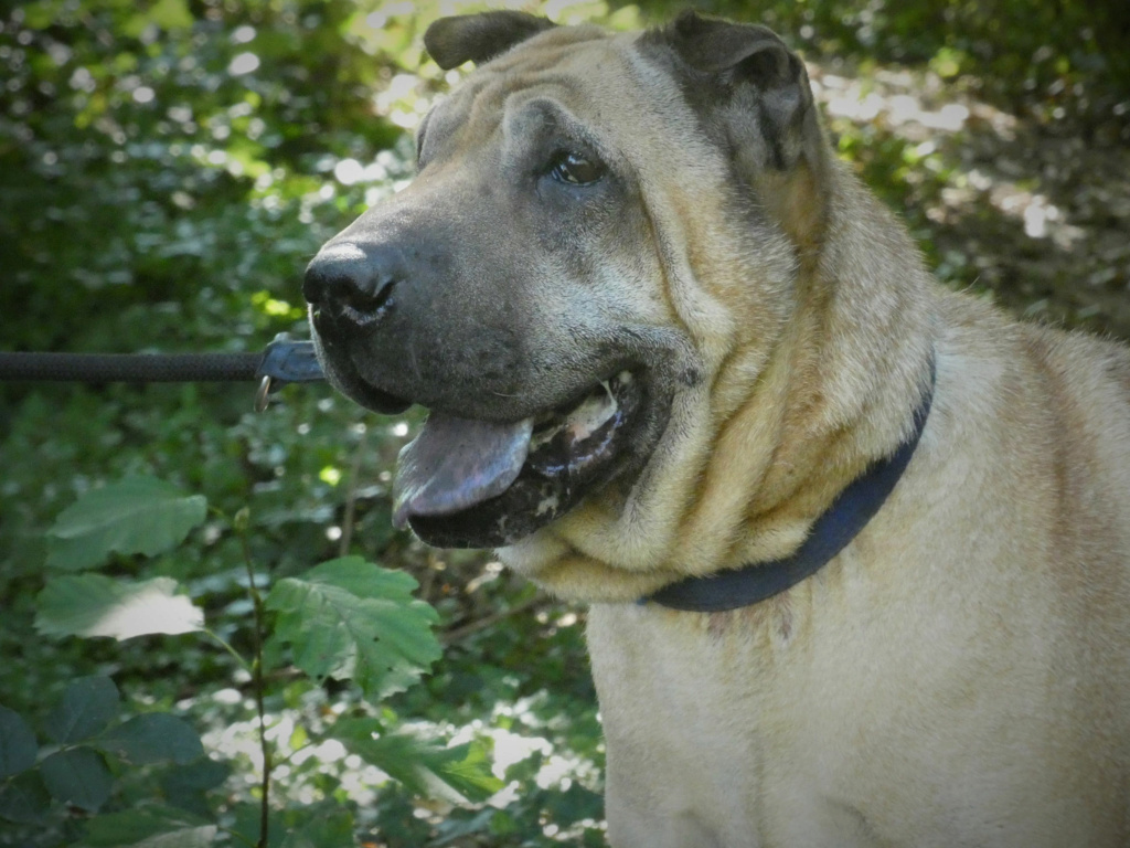 Elvis 11 ans (26 )ASPA Refuge Saint Roch  Image12