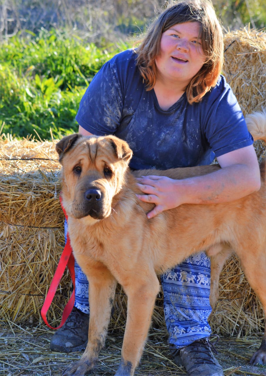 Lincoln 2 ans 1/2 xsharpei (95 ) L 'Association Mel 'Ting Pets Img-1114