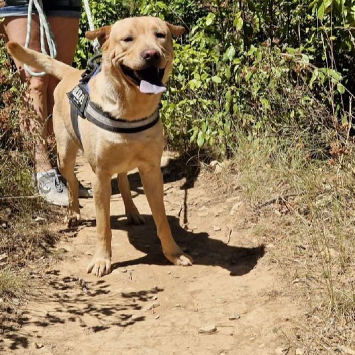 Tasko xsharpei 2 ans et 9 mois (30) SPA de Nimes  Mi58ve10