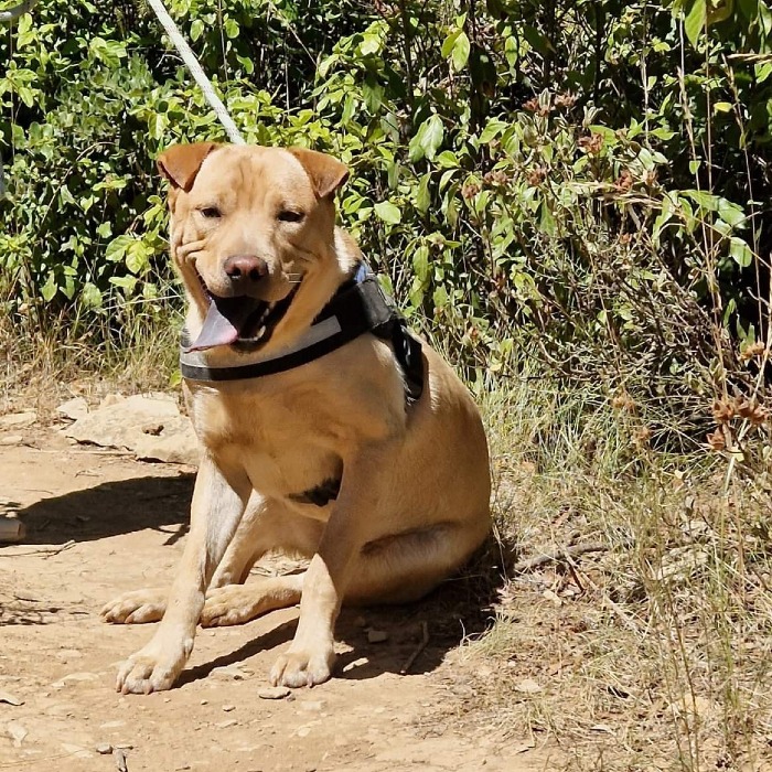 Tasko xsharpei 2 ans et 9 mois (30) SPA de Nimes  Twanya10