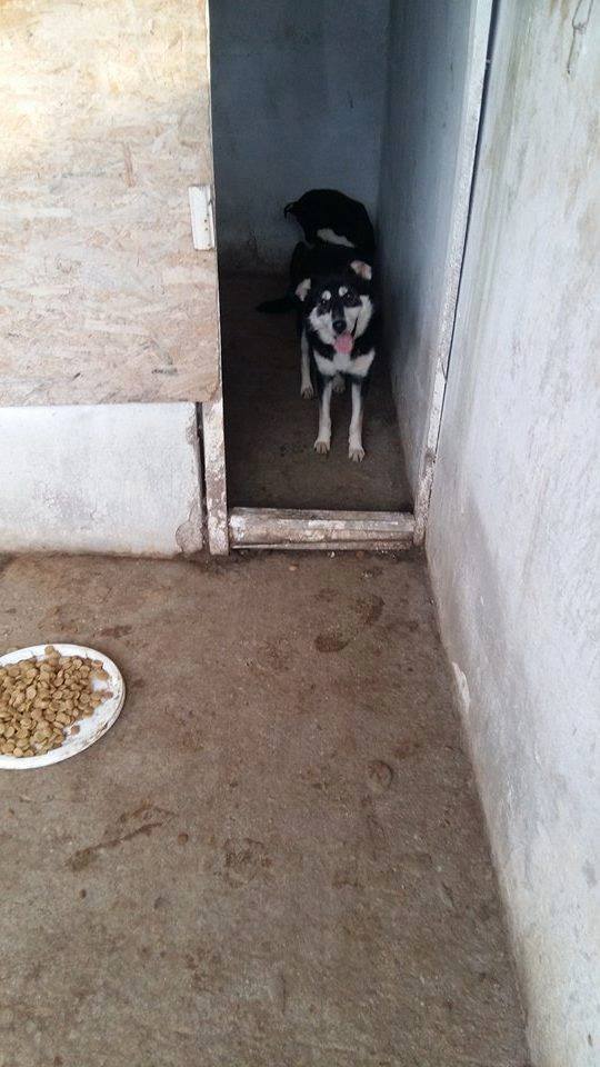 Ben, Husky x Border Collie, 2 ans - ROUMANIE 12011210