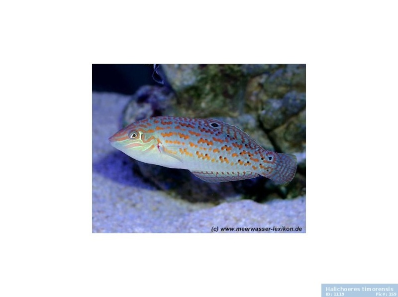 Le nouveau Reef d'Alexpilon, 600l custom - Page 39 159_gz10