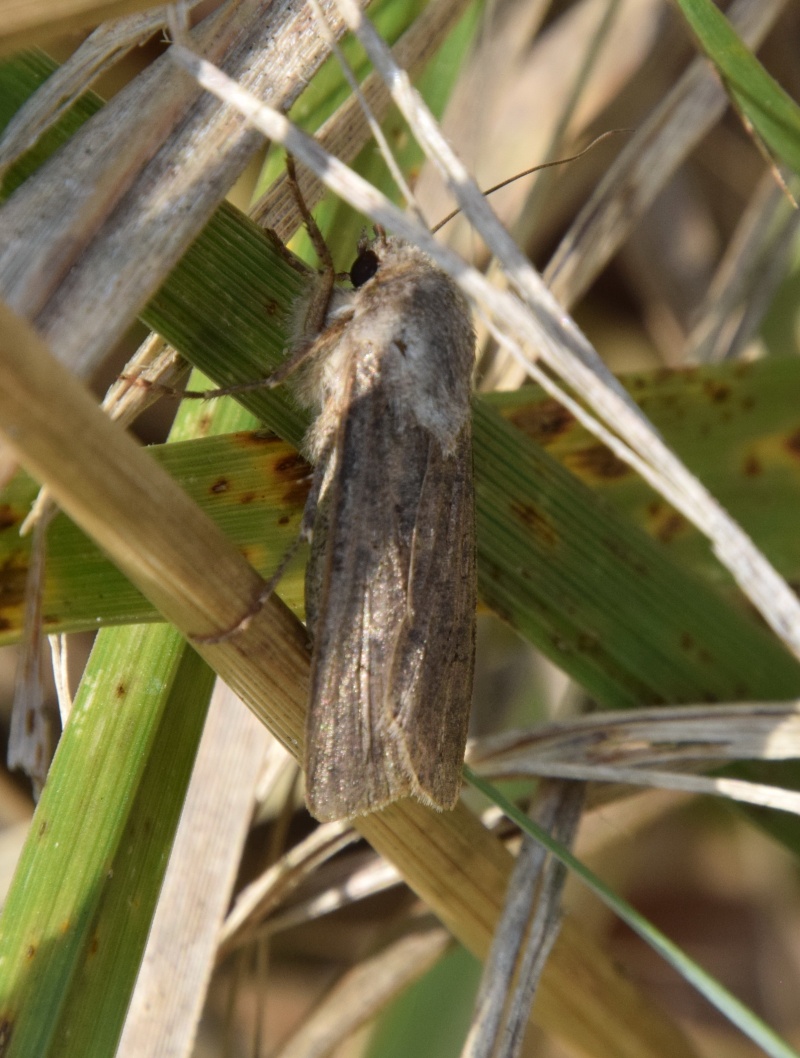 Papillon mystère ? Agrotis segetum  2015-040