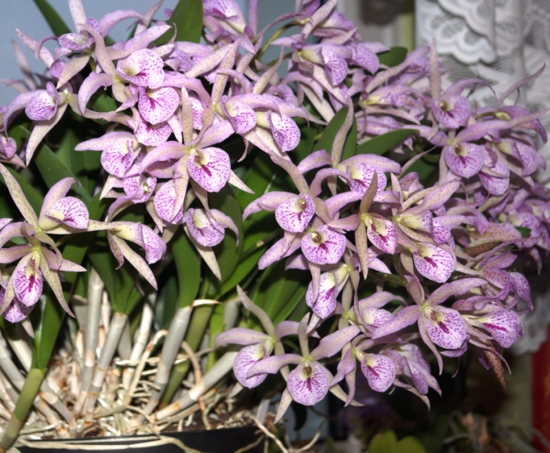 Orchideen zu Hause auf der Fensterbank Brasso10