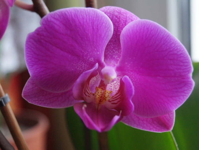 Orchideen zu Hause auf der Fensterbank Dsc08817