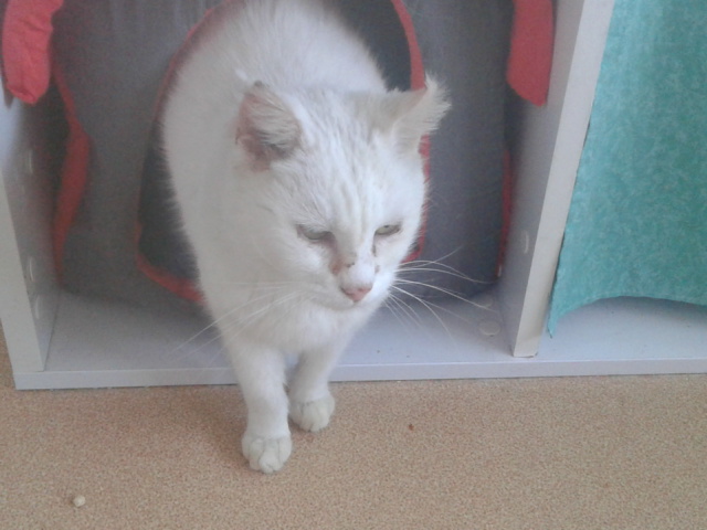 Mavis chatte blanche a besoin d'une nouvelle FA Mavis10