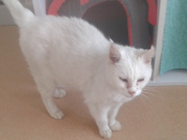 Mavis chatte blanche a besoin d'une nouvelle FA Mavis_10