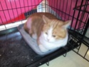 PHOTOS DE TOUS NOS CHATS SENIORS A ADOPTER Stuart10