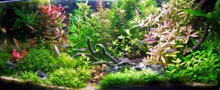 Ma passion pour les plantes aquatiques! 101_8029