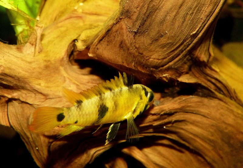  - cystes d'artémia, a quand de la qualité ?  Apisto13