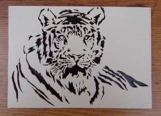Tigre blanc 2015_017
