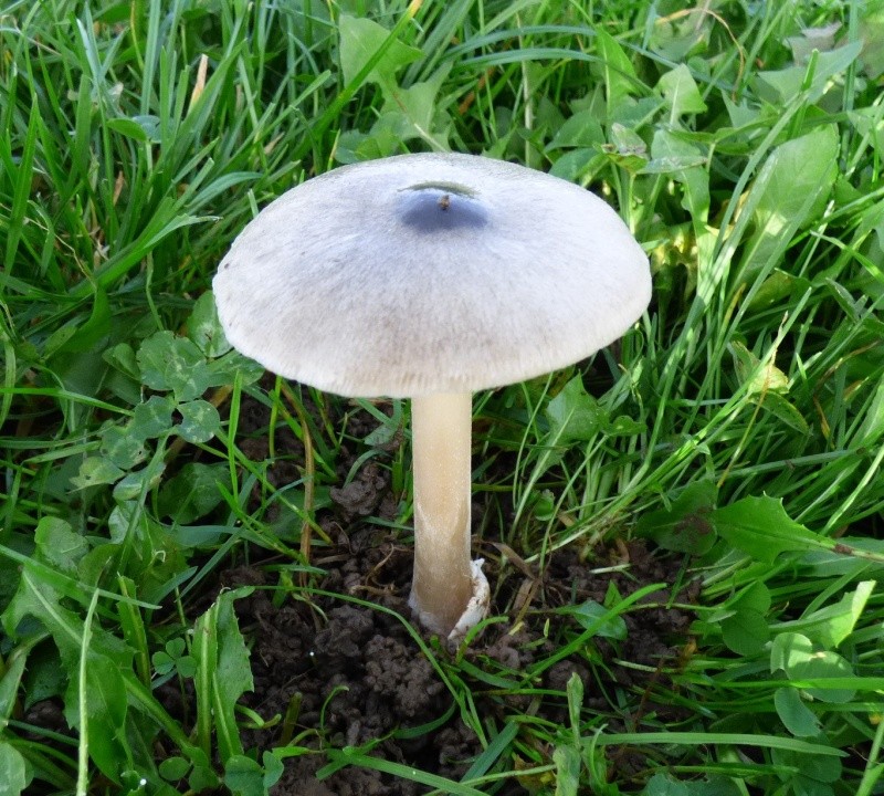 Volvaire gluante; Volvopluteus gloiocephalus (=Volvaria ou Volvariella gloiocephala)  Volvai10