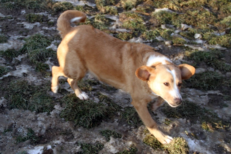 MIMI - Née 2011 - 12 kg - ex chienne errante aimerait trouver sa famille - (REAA) - Page 2 02_20190