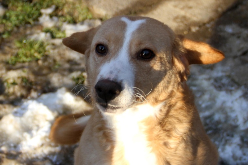 MIMI - Née 2011 - 12 kg - ex chienne errante aimerait trouver sa famille - (REAA) - Page 2 02_20191