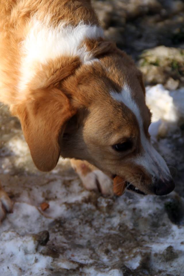 MIMI - Née 2011 - 12 kg - ex chienne errante aimerait trouver sa famille - (REAA) - Page 2 02_20193