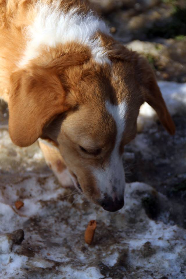 MIMI - Née 2011 - 12 kg - ex chienne errante aimerait trouver sa famille - (REAA) - Page 2 02_20194
