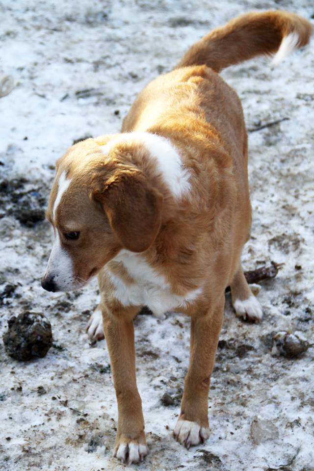 MIMI - Née 2011 - 12 kg - ex chienne errante aimerait trouver sa famille - (REAA) - Page 2 02_20195