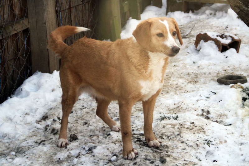 MIMI - Née 2011 - 12 kg - ex chienne errante aimerait trouver sa famille - (REAA) - Page 2 02_20198