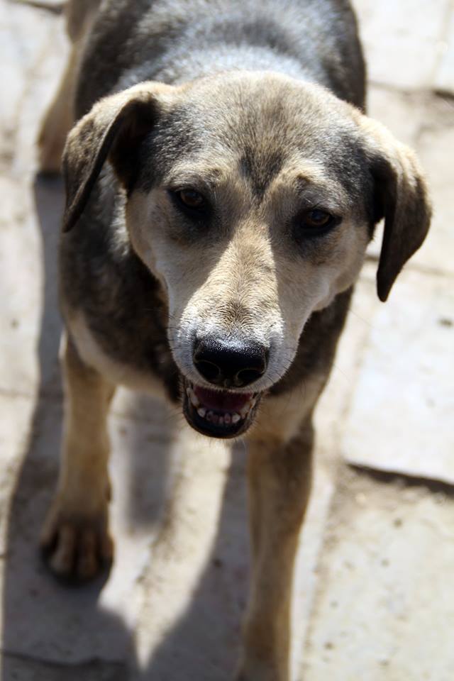 REAA, Née 2013, 15 kg - une chienne sympa - (BELLA) - Prise en charge Association Cent Pas 25_10_23