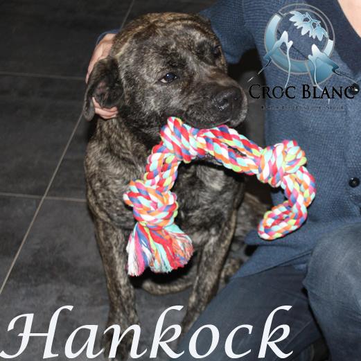 association croc blanc / Hanckok, superbe dogue de Majorque de 3 ans. 12540910