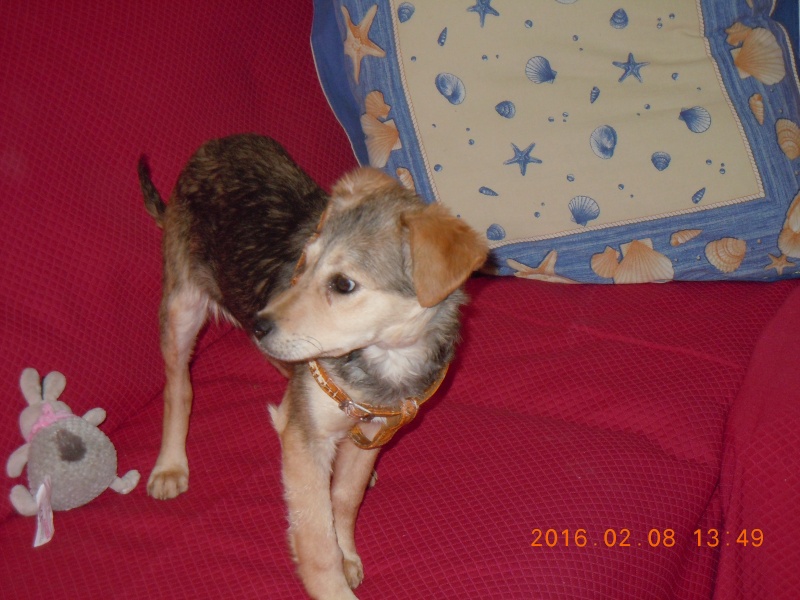 PEPS, chiot femelle, née en septembre 2015 (Pascani) - en pension chez Lucian -adoptée par Martine et Patrice (17)  Dscn2217