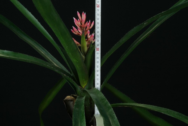 Aechmea polyantha Aechme10