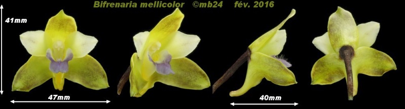 Bifrenaria calcarata (préalablement étiqueté B. mellicolor ) Bifren12