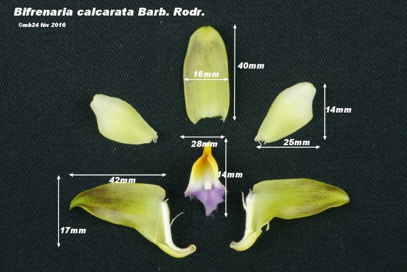 Bifrenaria calcarata (préalablement étiqueté B. mellicolor ) Bifren14