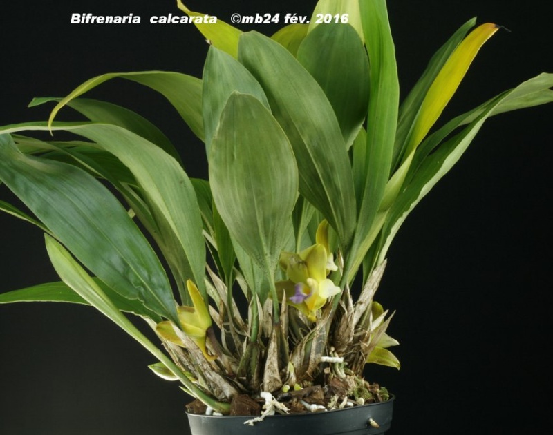 Bifrenaria calcarata (préalablement étiqueté B. mellicolor ) Bifren15