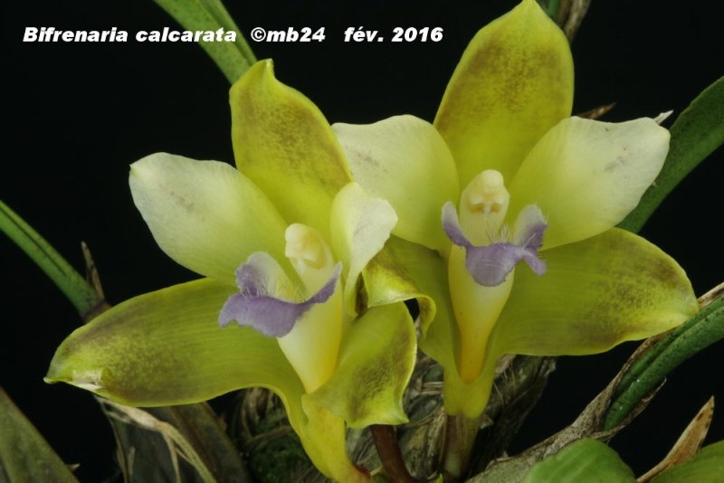 Bifrenaria calcarata (préalablement étiqueté B. mellicolor ) Bifren16