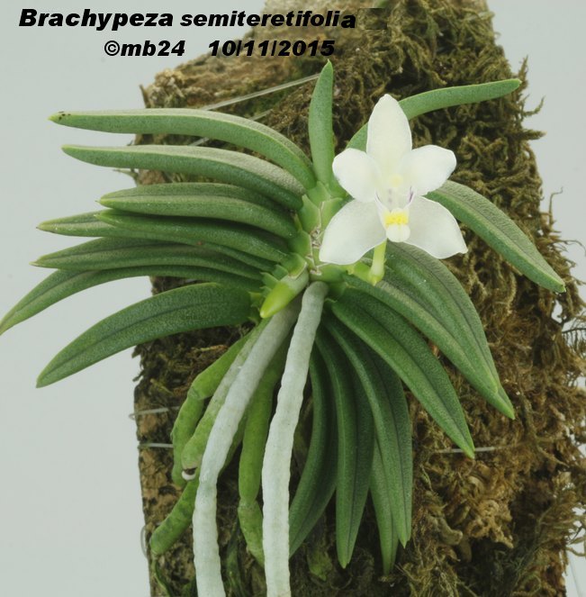 Brachypeza (Pteroceras) semiteretifolia  Brachy10