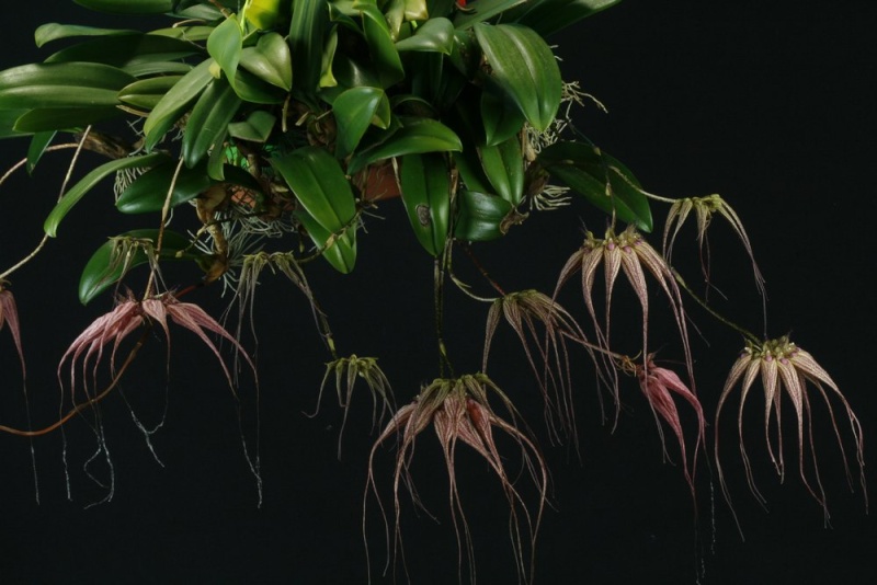 Bulbophyllum Elizabeth Ann 'Bucklebury' FCC-RHS (rothschildianum x longissimum) Bulbop11