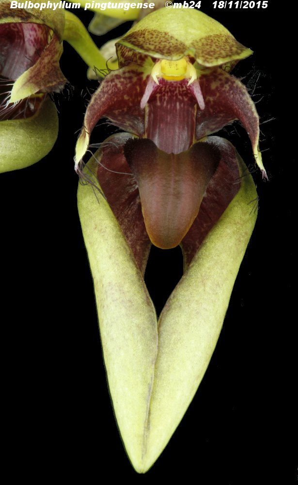 Bulbophyllum pingtungense Bulbop14