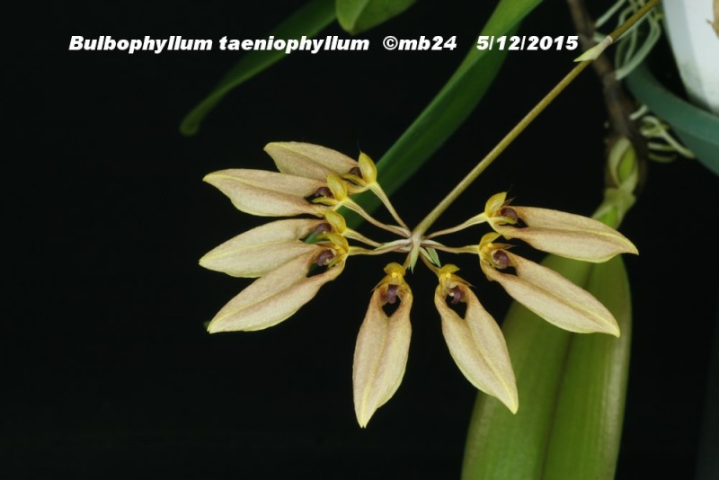 Bulbophyllum taeniophyllum Bulbop21