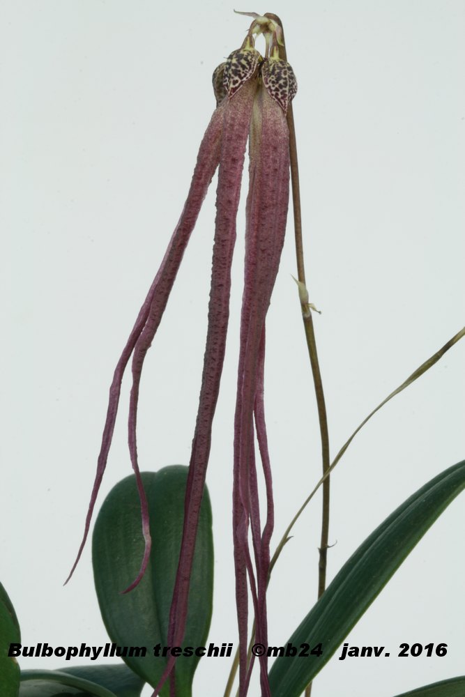 Bulbophyllum treschii Bulbop23