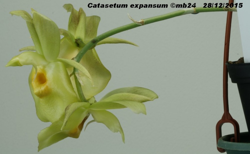Catasetum expansum Catase16