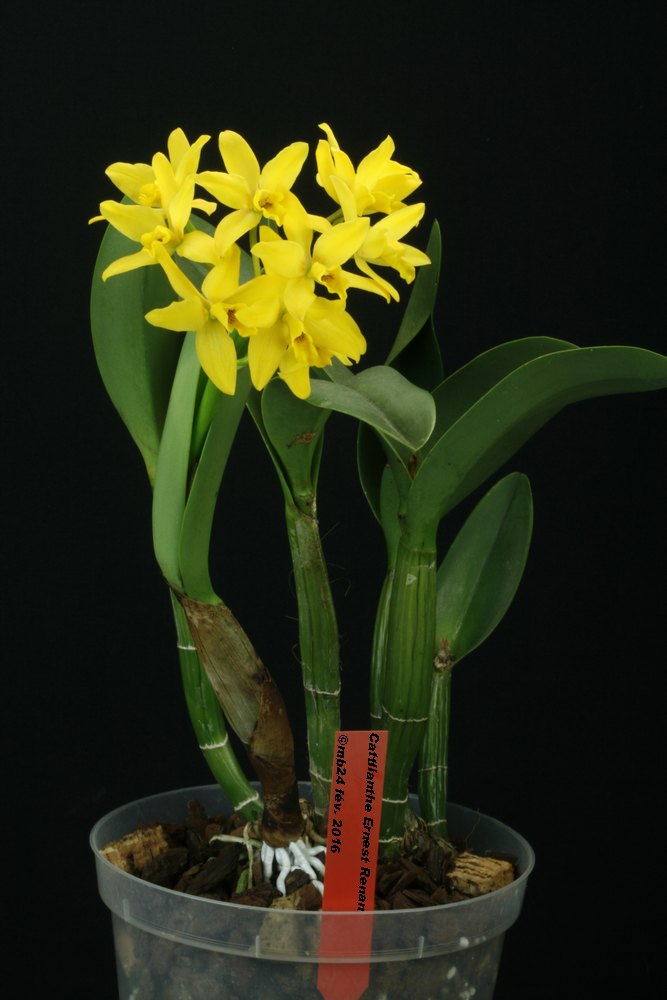 Cattlianthe Ernest Renan (C. briegeri x G. aurantiaca) Cattli10