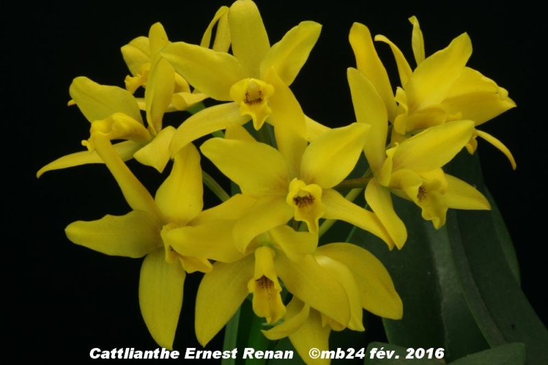 Cattlianthe Ernest Renan (C. briegeri x G. aurantiaca) Cattli11