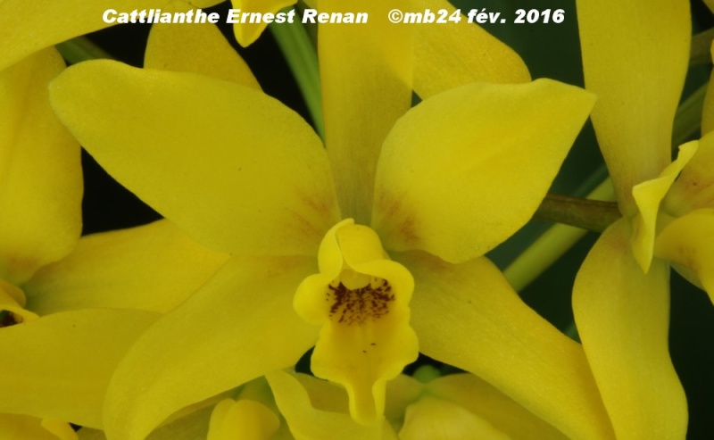 Cattlianthe Ernest Renan (C. briegeri x G. aurantiaca) Cattli12