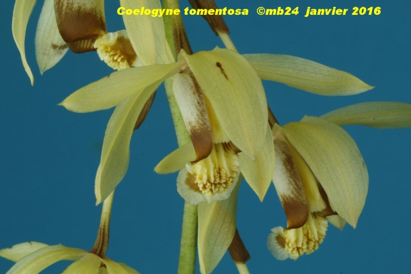 Coelogyne tomentosa Coelog15