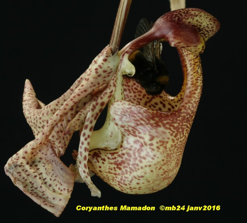 Coryanthes Mamadon (macrantha x mastersiana) Coryan15