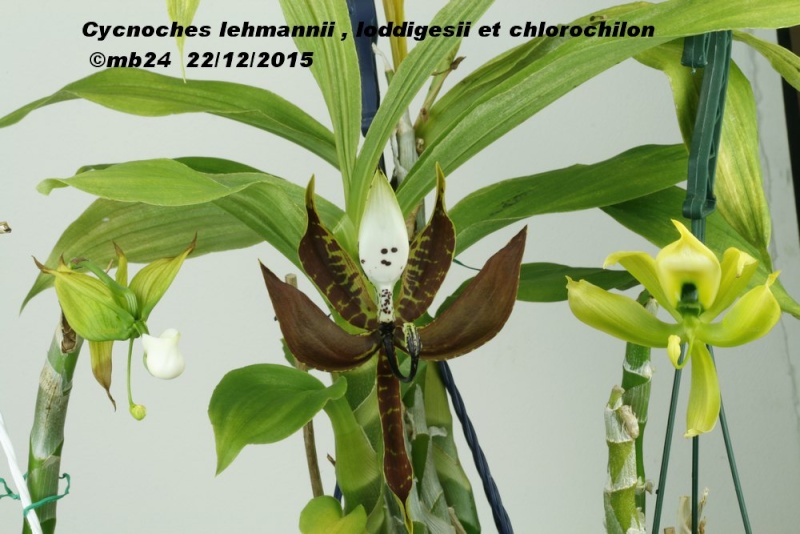 Cycnoches: un trio uniflore de fin de saison Cycnoc12