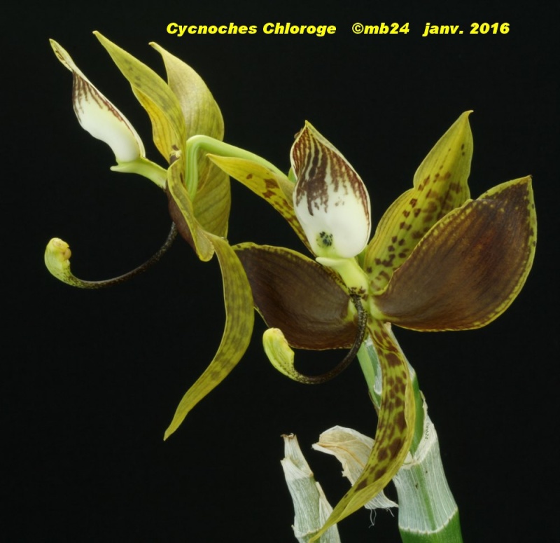 Cycnoches Chloroge 'Everglades' : rectifié C. ventricosum x loddigesii Cycnoc16