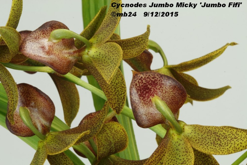Cycnodes Jumbo Micky 'Jumbo Fifi' (Cyc. Jumbo Dragon x M. badia) Cycnod13